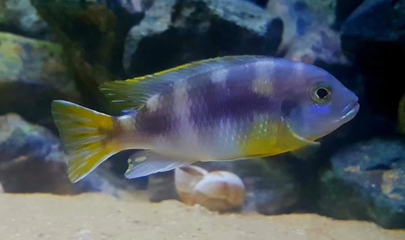Maylandia lanisticola 'Chemwezi Rocks'
